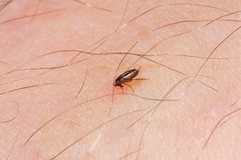Flea Pest Control in Leicester Leicestershire