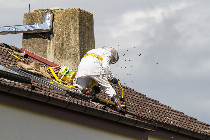 Bee Pest Control in Leicester Leicestershire